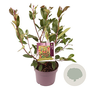 Photinia fraseri 'Red Robin' 30-40 cm 5,0L