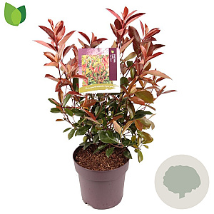 Photinia fraseri 'Red Robin' 60-70 cm 10L