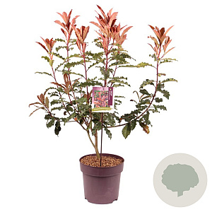 Photinia serratifolia Crunchy 50-60 cm 10L