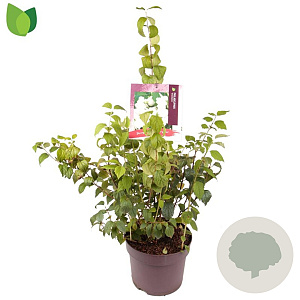 Philadelphus 'Snowbelle' 60-80 cm 7,5L