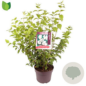 Philadelphus 'Virginal' 60-80 cm 7,5L