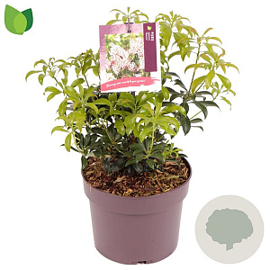 Pieris japonica 'Bonfire' 15-20 cm 2,0L