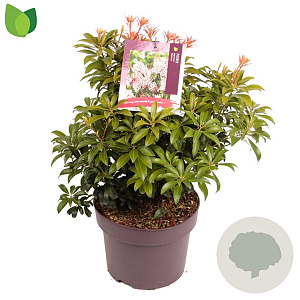 Pieris japonica 'Bonfire' 20-30 cm 5,0L