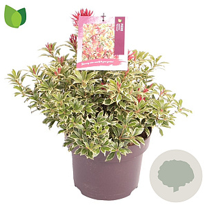 Pieris jap. 'Carnaval' 20-30 cm 5,0L