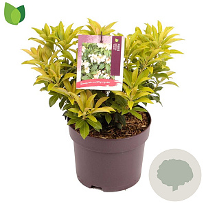 Pieris jap. 'Cupido' 15-20 cm 2,0L
