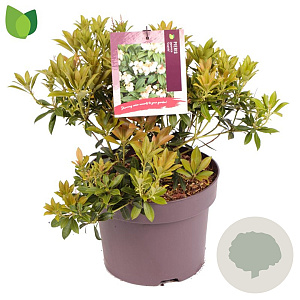 Pieris jap. 'Cupido' 20-30 cm 5,0L