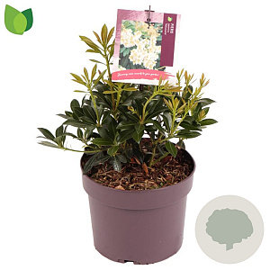 Pieris jap. 'Debutante' 15-20 cm 2,0L