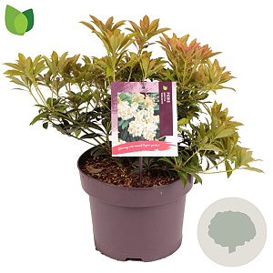 Pieris jap. 'Debutante' 20-30 cm 5,0L