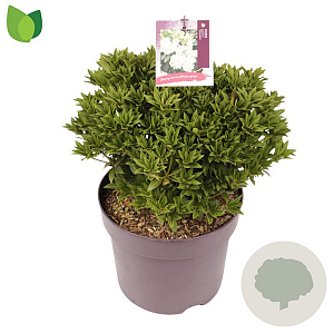 Pieris jap. 'Debutante' 30-40 cm 7,5L