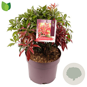 Pieris jap. 'Katsura' 30-40 cm 7,5L