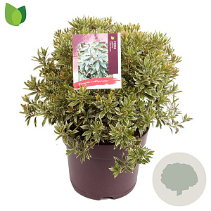 Pieris jap. 'Little Heath' 30-40 cm 7,5L