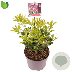 Pieris jap. 'Passion' 15-20 cm 2,0L
