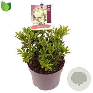Pieris jap. 'Prelude' 15-20 cm 2,0L