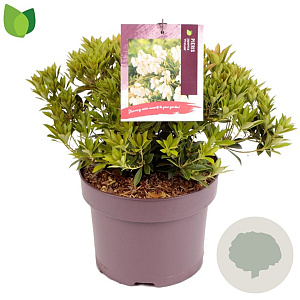 Pieris jap. 'Prelude' 20-30 cm 5,0L