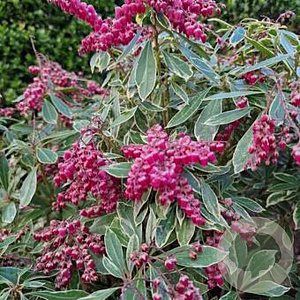 Pieris jap. Ralto Rose 50-60 cm 13L