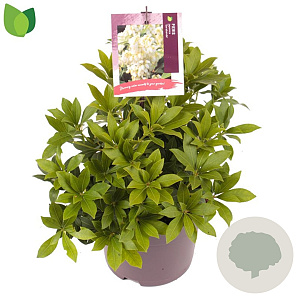Pieris jap. 'Sarabande' 15-20 cm 2,0L