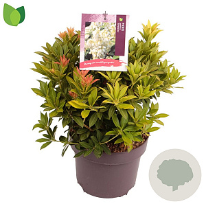 Pieris jap. 'Sarabande' 20-30 cm 5,0L