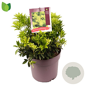 Pieris jap. 'Sinfonia' 20-30 cm 5,0L