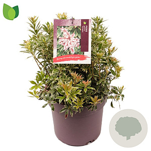 Pieris jap. 'Variegata' 20-30 cm 5,0L