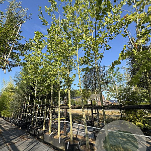 Platanus hispanica 18-20 HO cont. 80L