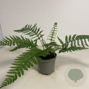 Polystichum braunii GM 2,0L
