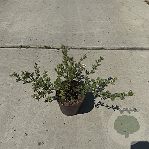 Potentilla f. 'Abbotswood' 30-40 cm P13