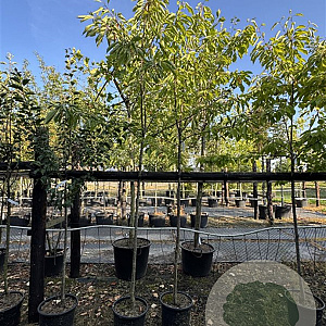 Prunus a. 'Kordia' 8-10 cm 10L