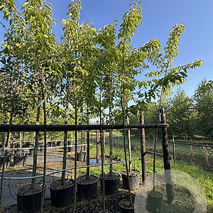 Prunus a. 'Regina' 10-12 cm 15L