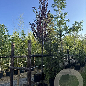 Prunus cer. 'Nigra' 10-12 HO 30L