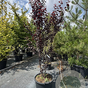 Prunus cer. 'Nigra' 225-250 cm cont. 80L meerstammig