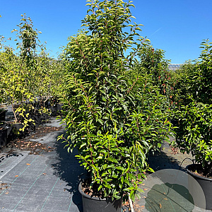Prunus l. 'Angustifolia' 140-160 cm 30L
