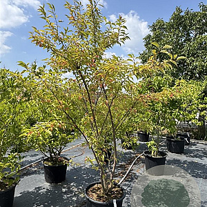 Prunus subh. 'Autumnalis Rosea' 200-225 cm 50L meerstammig