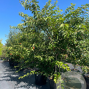 Prunus subh. 'Autumnalis Rosea' 250-300 cm cont. 110L meerstammig