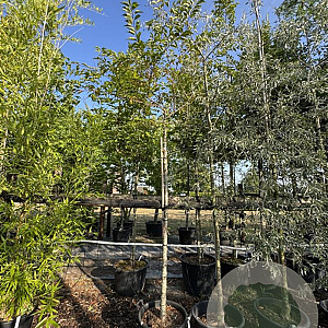 Prunus subh. 'Autumnalis' 12-14 cm 50L