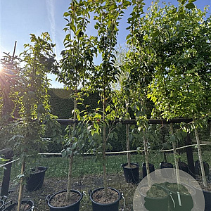 Prunus ser. 'Kanzan' 10-12 cm 50L
