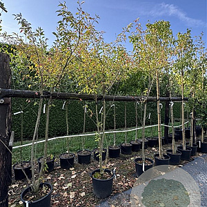 Prunus serrulata 200-250 cm 30L