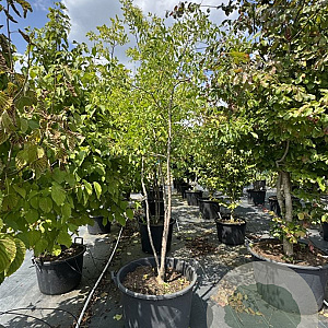Ptelea trifoliata 250-300 cm cont. 110L meerstammig