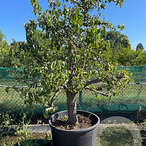Pyrus c. 'Conference' 175-200 cm cont. 230L solitair extra