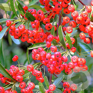 Pyracantha cocc. 'Red Cushion' 100-125 cm 50L
