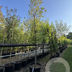 Quercus ilex 14-16 cm cont. 110L