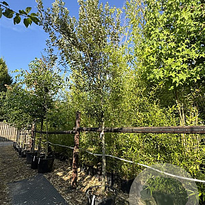 Quercus ilex 16-18 cm cont. 80L