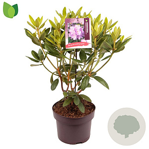 Rhododendron 'Catawb. Grandiflorum' 30-40 cm 5,0L