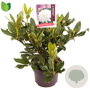 Rhododendron 'Cunningham's White' 30-35 cm 5,0L
