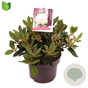Rhododendron (Y) 'Dreamland' 25-30 cm 5,0L
