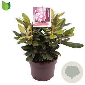 Rhododendron (Y) 'Fantastica' 25-30 cm 5,0L