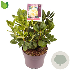 Rhododendron Goldinetta 30-40 cm 5,0L