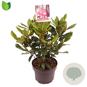 Rhododendron 'Nova Zembla' 30-40 cm 5,0L