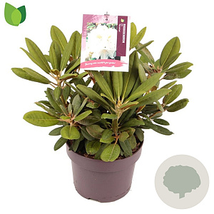 Rhododendron (Y) 'Porzellan' 30-35 cm 5,0L