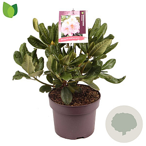 Rhododendron 'Scintillation' 30-35 cm 5,0L