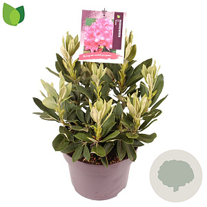 Rhododendron (Y) 'Sneezy' 30-35 cm 5,0L